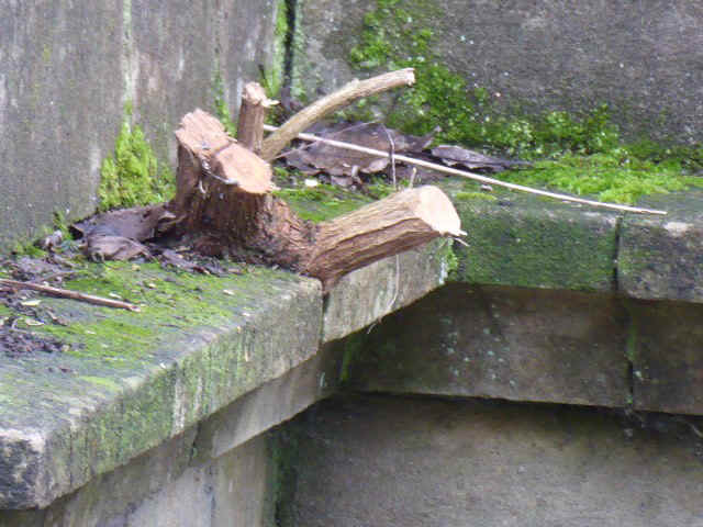 Buddleia roots